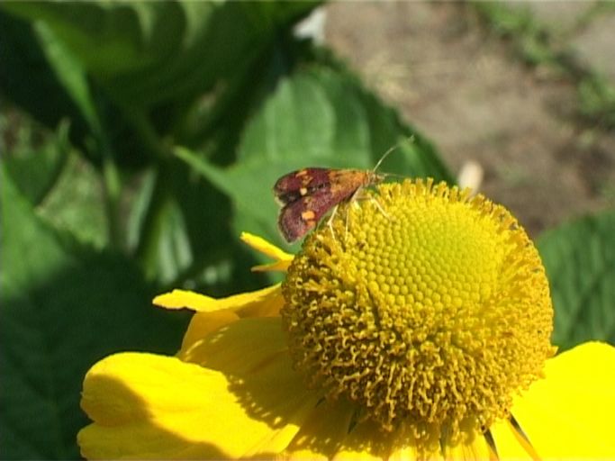 Purpurroter Zünsler ( Pyrausta purpuralis ) und Hoher Sonnenhut : Moers, in unserem Garten, 18.07.2005